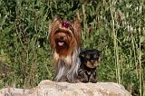 YORKSHIRE TERRIER 430